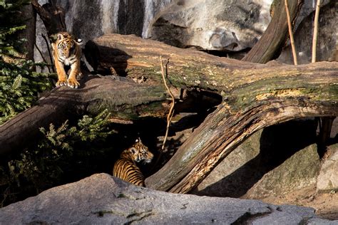 Sumatran Tiger Cubs At Tierpark Berlin Mw238 Flickr