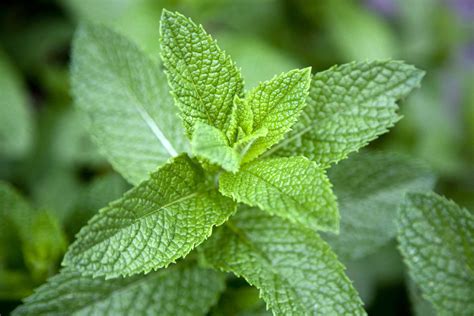 5 Best Perennial Herbs For Your Home Garden