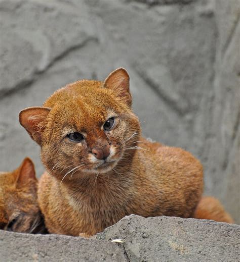 90 Best Jaguarundi Images On Pinterest Big Cats Kittens And Rare Animals