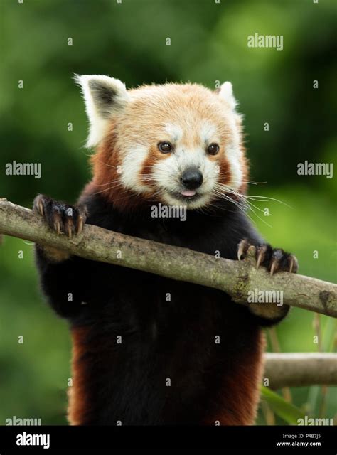 Very Cute Red Panda Ailurus Fulgens Stock Photo Alamy