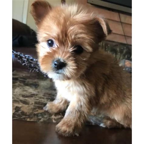 Looking for a yorkiepoo puppy for sale? 2 female Yorkie Poo Puppies in Sacramento, California ...