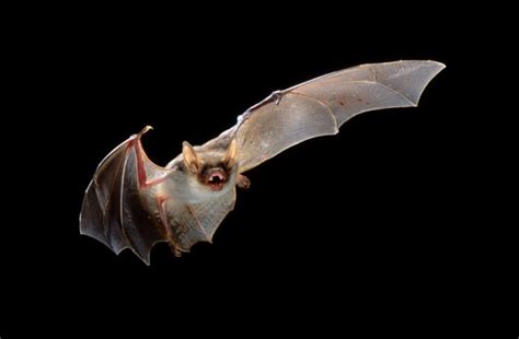20 Things You Didnt Know About Bats Discover Magazine