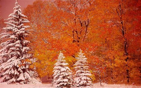 Nature Forest Trees Flowers Snow Winter Autumn Wallpapers Hd