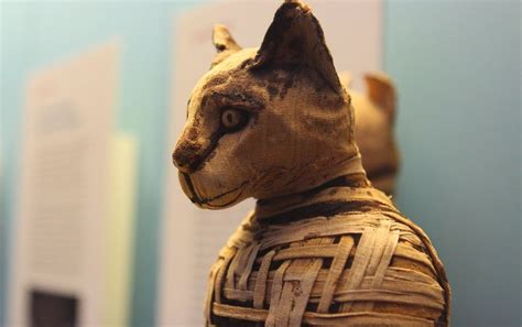 How Cats Conquered The World And A Few Viking Ships Scientific American