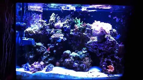 Coral Reef Aquaria 150 Gallon Reef Tank Youtube