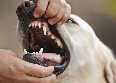 What Causes Oral Tumors In Dogs