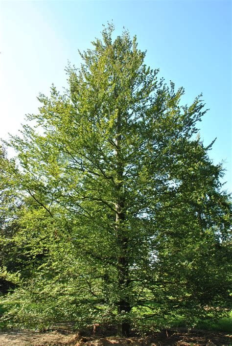 Fagus Sylvatica Rotundifolia Fagus Sylvatica Rotundifolia Van