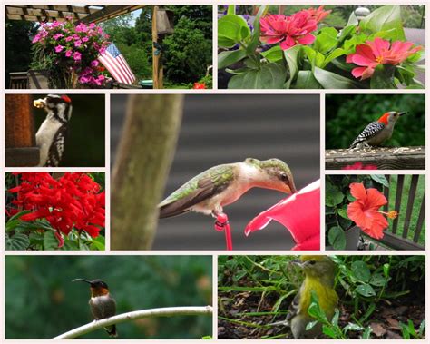 Viewing Nature With Eileen Birds And Blooms