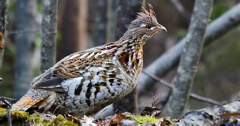 Ruffed Grouse Drumming