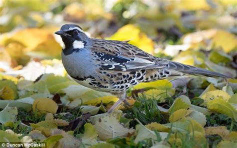 Feral Cats Kill One Million Native Australian Birds A Day Daily Mail