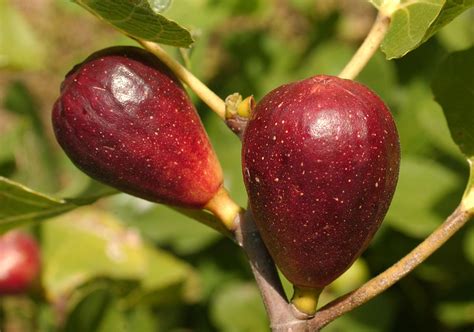 Figs Remain Popular Louisiana Fruit Lsu Agcenter