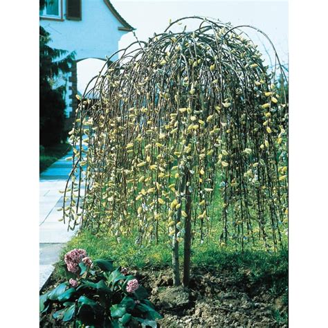 Shop 8 75 Gallon Pink Weeping Pussy Willow Tree Feature Shrub Lw01654 At