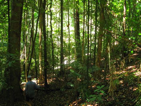 Filedaintree Rainforest 3 Wikimedia Commons