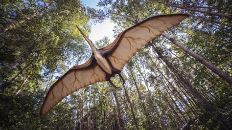 We Have Probably Been Imagining Pterosaurs All Wrong Atlas Obscura