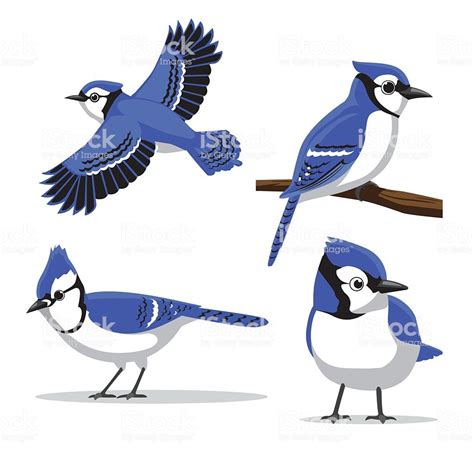 Animal Character Eps10 File Format Blue Jay Art Blue Jay Bird