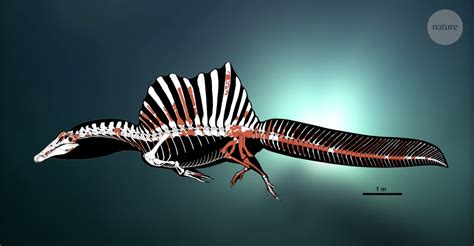 Giganotosaurus Carolinii V Spinosaurus Aegyptiacus Page 2 Carnivora