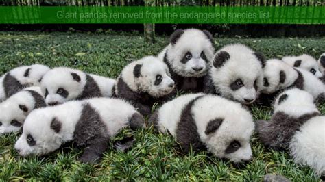 Giant Pandas Are No Longer Endangered Greenversal Youtube