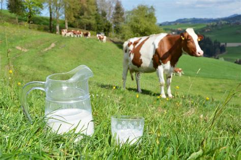 Milk And Cows Stock Image Image Of Ecologic Idyllic 40161329