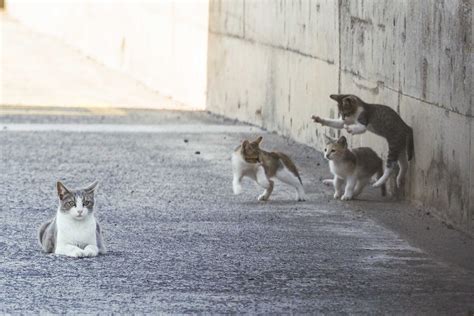 They Count At Least 653 Feral Cats In 85 Colonies In Santa Cruz