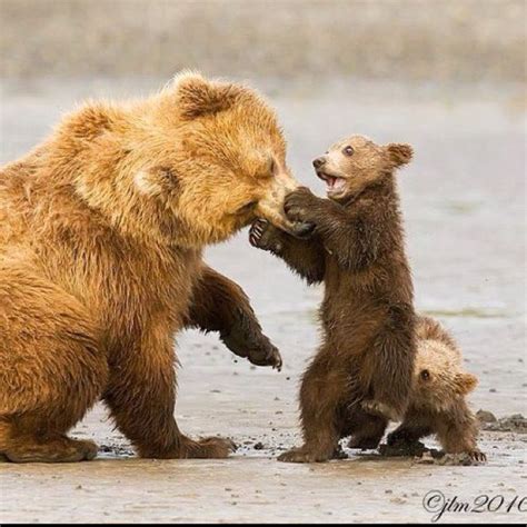 Pin By Leila Trinidad On ~gods Creatures Big And Small~ Brown Bear