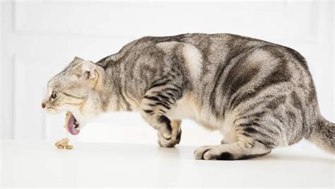 Cats usually get an upset stomach when they eat something super cold. Knowing Why Cat Throwing Up Undigested Food - Petsepark.com