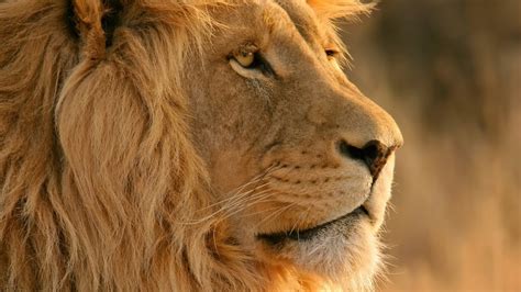 Lions Documentary Lion King Of Beasts National Geographic