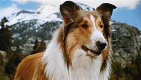 20 fun facts you never knew about lassie