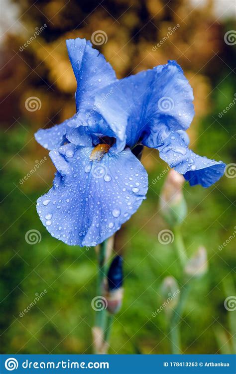 Blue Iris Flower In The Morning Dew The Botanic Gardens Stock Image
