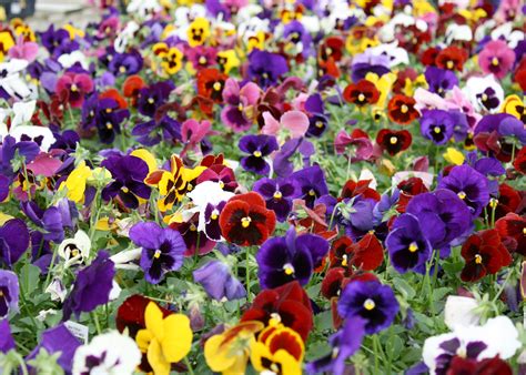 Plant Matrix Pansies Now For Winter Color Mississippi State