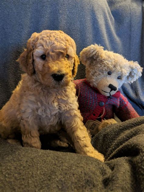 Moss creek goldendoodles is a premium home breeder of english goldendoodle puppies located in sunny central florida. Goldendoodle Puppies For Sale | Midland, MI #273954