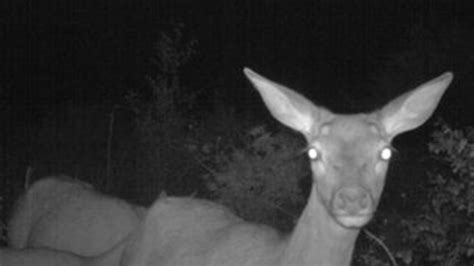 Deer Night Vision Cameras In Welsh Forests As Culling Increases Bbc News