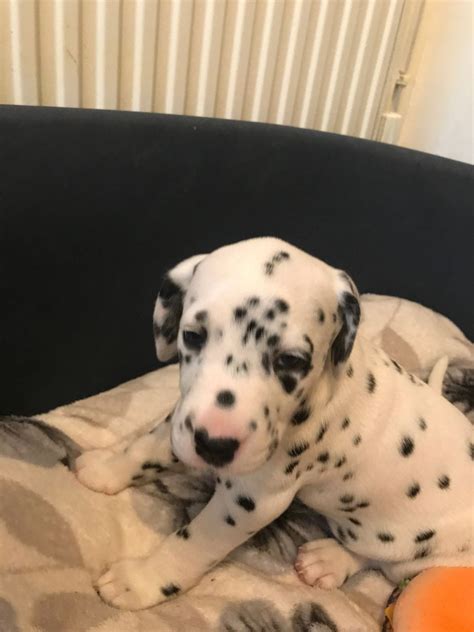 The family is coming all the way from dallas area and we are sad to see him go. Dalmatian Puppies For Sale | Dallas, TX #208160 | Petzlover