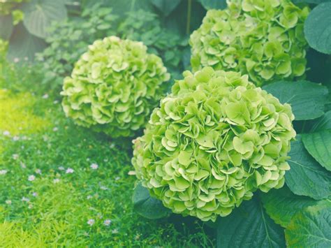 The Secret To Growing Green Hydrangeas Dave Con