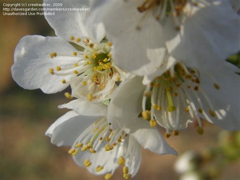 Plantfiles Pictures Sweet Cherry Bing Prunus Avium By Islandjim