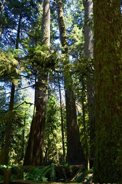 Lush Green Of Giant Trees Rainforest In The Cathedral Grove On