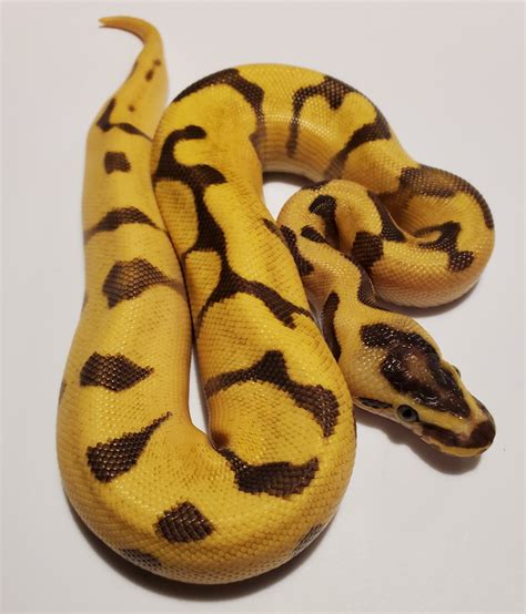 Super Enchi Orange Dream Fire Pos Yellow Belly Het Vpi Axanthic Ball Python By Crazy 8 Reptiles