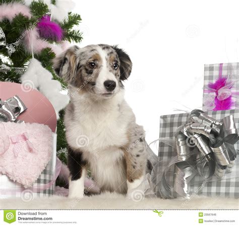 Miniature Australian Shepherd Puppy 5 Months Stock Photo Image 23567646