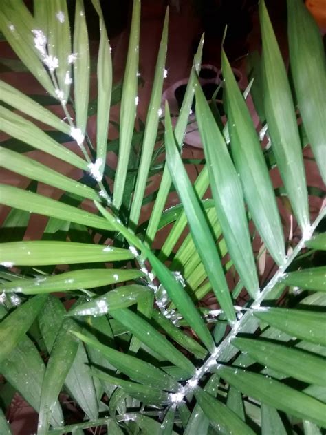 White Stuff On Plants Outside Drmendne