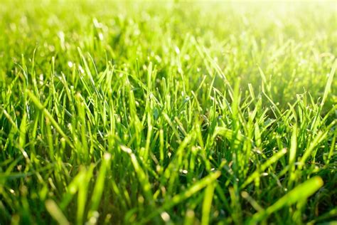 Premium Photo Fresh Green Mowed Grass Against Bright Sunlight In