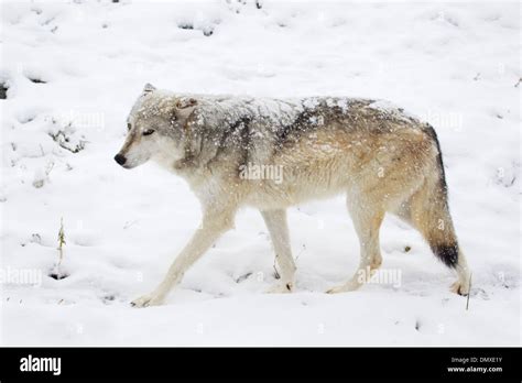 Grey Wolf In Snow Canis Lupus Captive Ma002951 Stock Photo Alamy