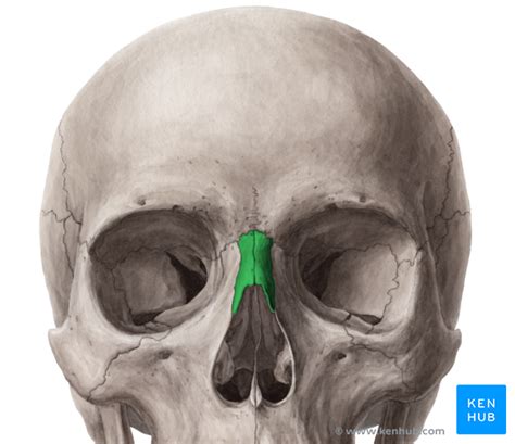 The Nasal Bone Anatomy Borders Development Pathology Kenhub