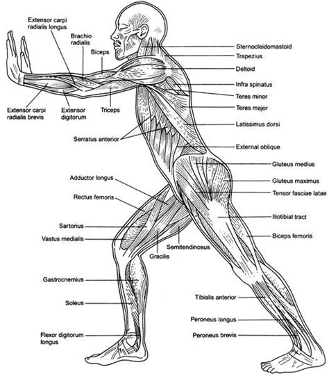 Printable Muscle Anatomy Chart The Muscular System Coloring Pages