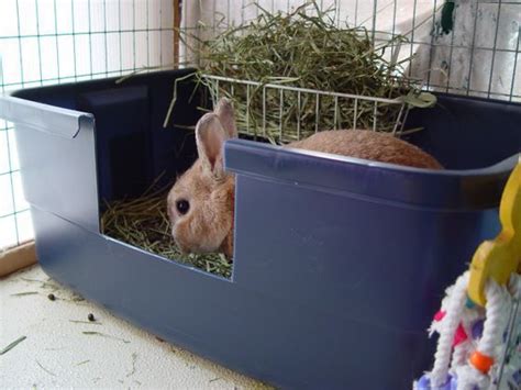 Litter Train Your Bunny Rabbit Litter Rabbit Cages Rabbit Litter Box