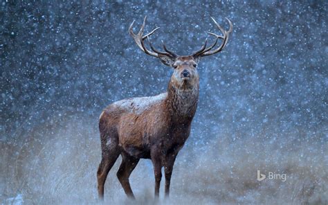 A Red Deer In The Snow Wallpapers Hd Desktop And Mobile Backgrounds