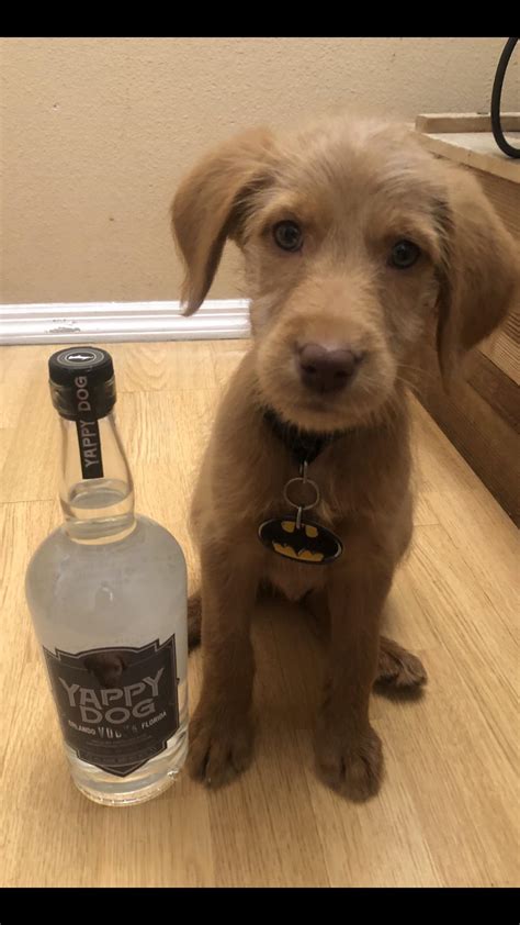 Dexter And His Custom Bottle Of Yappy Dog Vodka Rlabradoodles