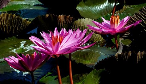 Water Lilies Pond Lily Pads Free Photo On Pixabay Pixabay