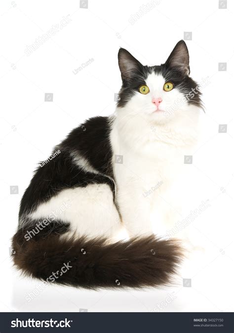 19 Norwegian Forest Cat White And Black Furry Kittens