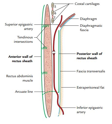 Rectus Sheath Medical Junction