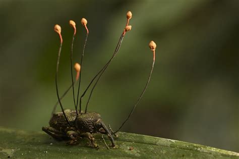 Ophiocordyceps Is A Fungus That Infects Insects Takes Over Their