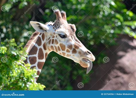 Vrouwelijke Giraffe3 Stock Foto Image Of Edele Gekruld 33754356